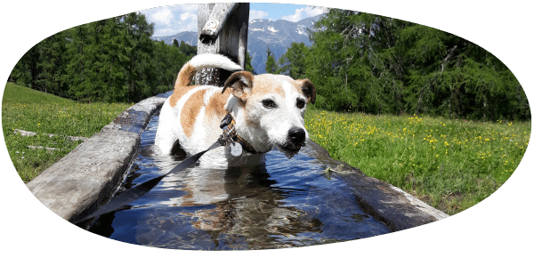 Gesundheit Wellness Hund