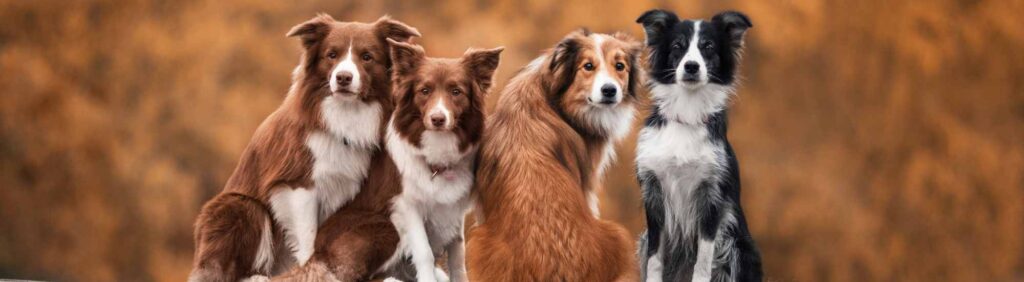 Ratgeber für Hunde und Halter