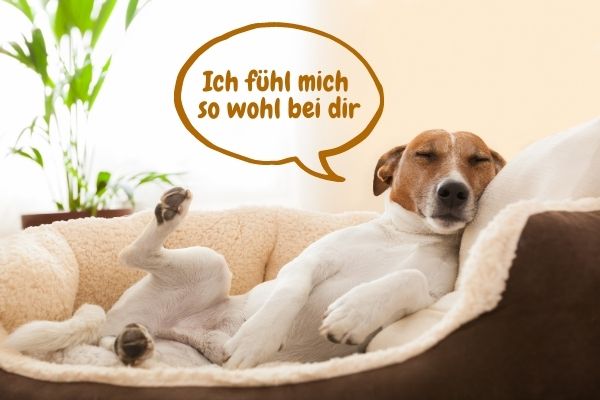 Hundeschule, Hundetraining