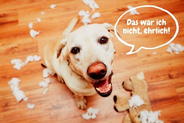 Mein Hund folgt nicht - Hundeschule