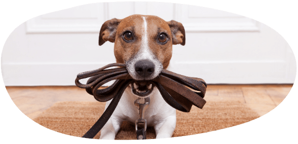 Training & Ausbildung Hund